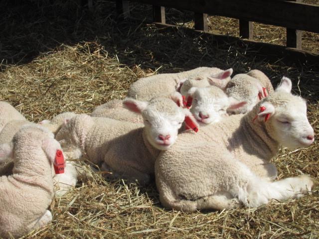 Yorkshire Farm Villa Shintoku Dış mekan fotoğraf