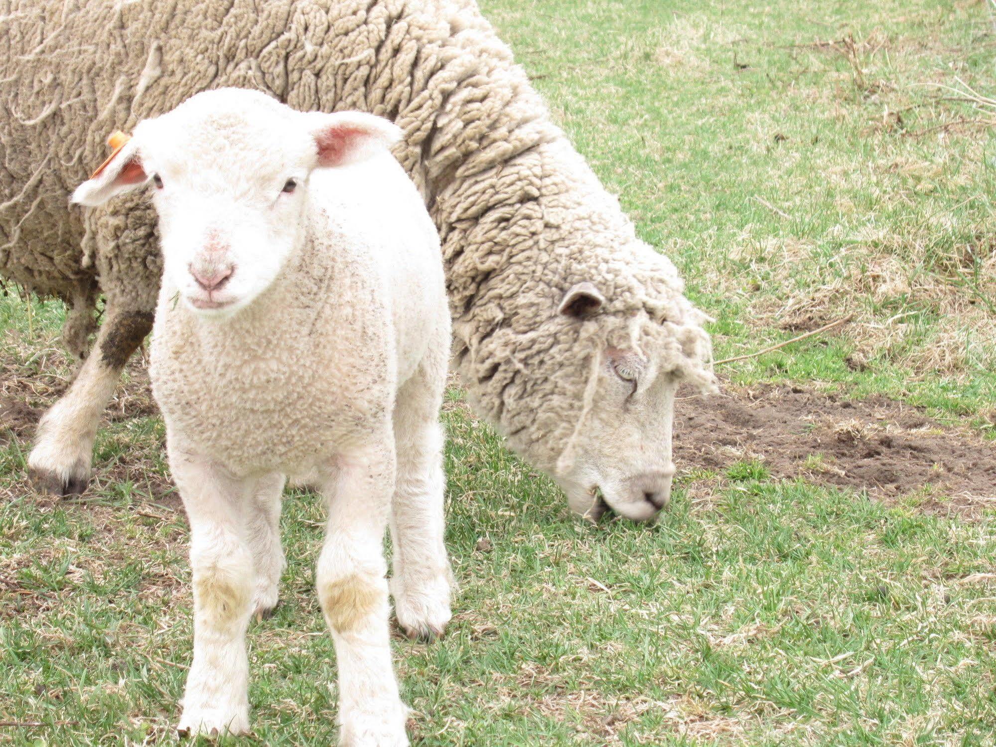 Yorkshire Farm Villa Shintoku Dış mekan fotoğraf