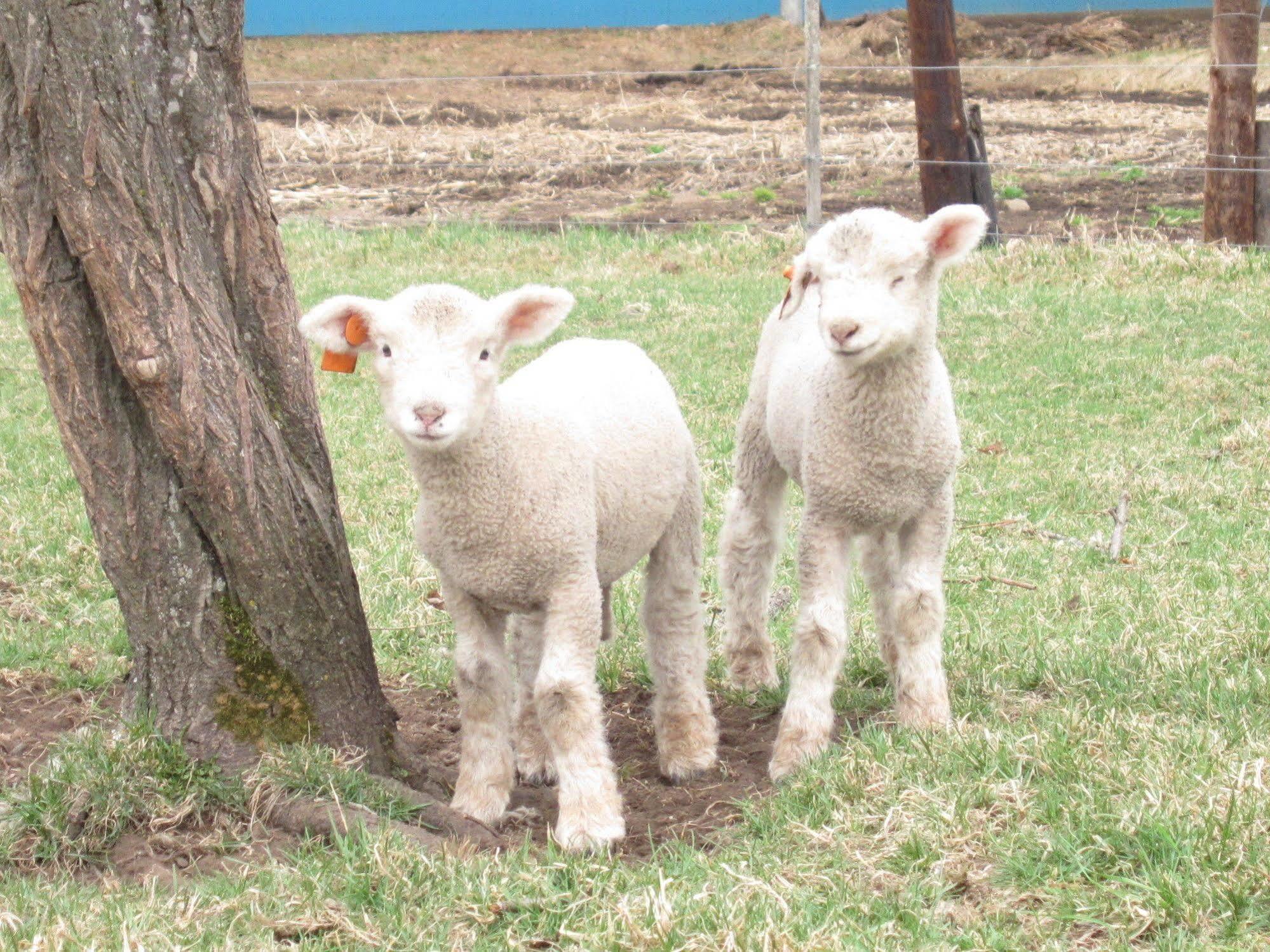 Yorkshire Farm Villa Shintoku Dış mekan fotoğraf